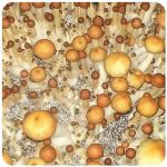 Псилоцибиновые (галлюциногенные)  грибы Psilocybin "Golden Teacher" в Жуковке