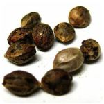 Семена марихуаны АК-47  (Seeds AK-47) в Жуковке